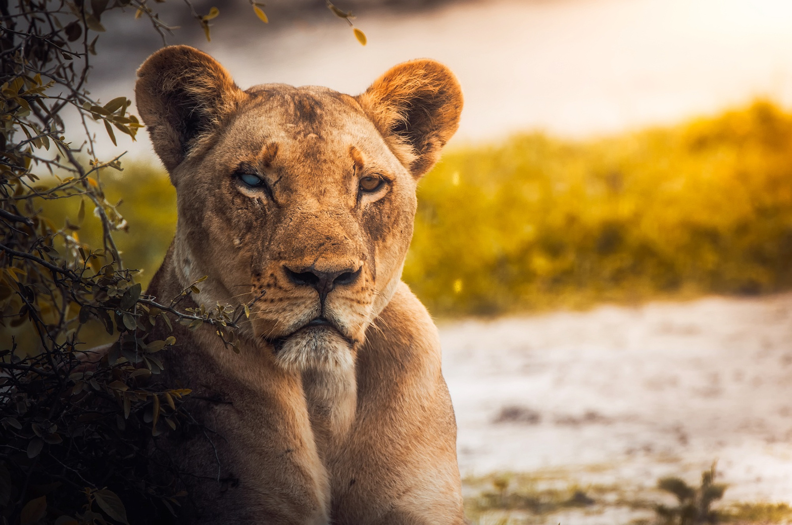 An Animal in Nature