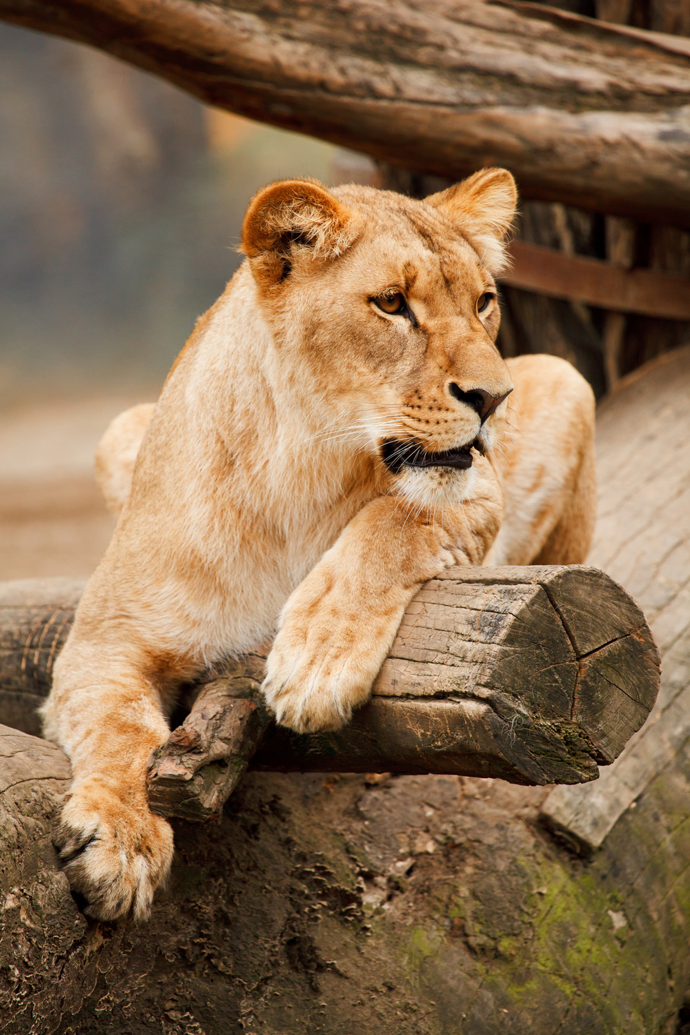 An Animal in Nature